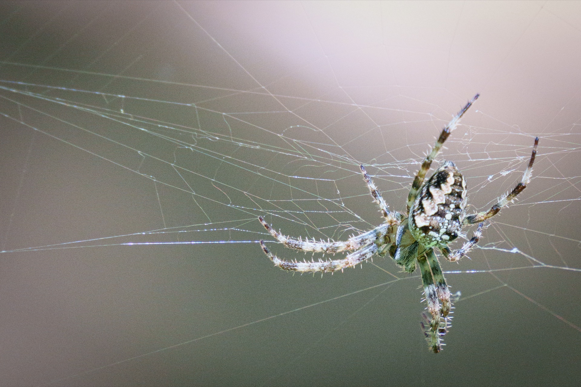 Orb weaver spider suspended in web